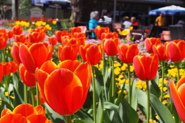 Bad-Krozingen-Kurpark-Tulpen