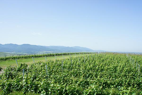 Markgraeflerland-Wiiwegli-Freiburg
