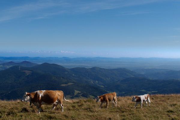 Vita-Classica-Therme-Bad-Krozingen-Mountainbike-Belchenrunde